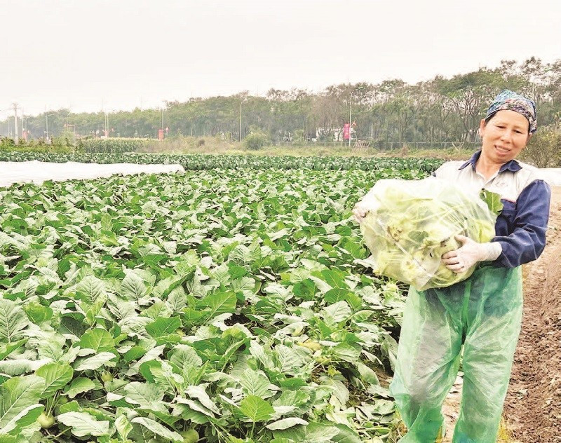 Hiện nay, phụ nữ vẫn chiếm đa số trong cơ cấu lao động sản xuất nông nghiệp.