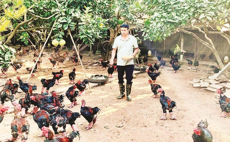 Trang trại của anh Lê Văn Thắng, xã Hoàn Long, tỉnh Hưng Yên nuôi gà Đông Tảo theo quy trình VietGAP.