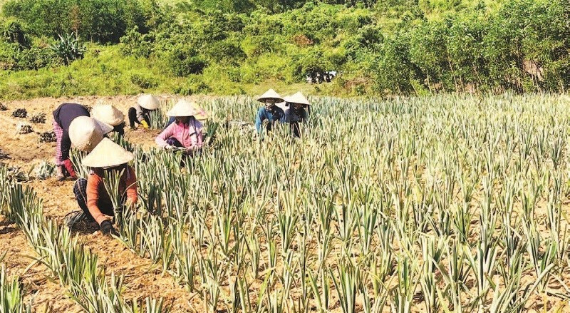 Nông dân xã Sơn Hạ liên kết với doanh nghiệp chuyển đổi cây trồng không hiệu quả thành vùng nguyên liệu dứa.