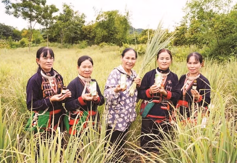 Bà Nguyễn Thị Bình (người đứng giữa) cùng các thành viên hợp tác xã tại cánh đồng sả bản Dao, xã Thống Nhất.