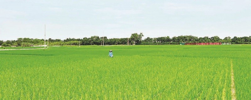 Trên nhiều diện tích gieo cấy sớm, lúa đã lên xanh tốt.