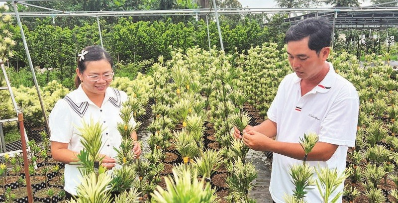 Vợ chồng anh Nguyễn Văn Phúc chăm sóc vườn tùng giống.