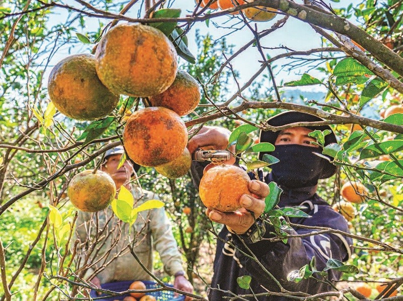 Những nông dân người đồng bào thiểu số thu hoạch cam tại vườn cam Hai Đông.