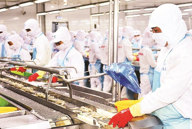 Vùng nguyên liệu dồi dào giúp Cà Mau đẩy mạnh phát triển chế biến, xuất khẩu tôm với tổng kim ngạch năm 2024 (tính cả Bạc Liêu và Cà Mau cũ) là hơn 2 tỷ USD.