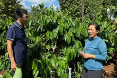 Cán bộ kỹ thuật Công ty TNHH MTV Xuất nhập khẩu 2-9 Đắk Lắk hướng dẫn nông dân chăm sóc cây cà-phê.