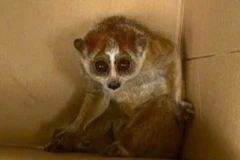 Cu li nhỏ có tên khoa học là Nycticebus pygmaeus thuộc bộ linh trưởng, có nơi gọi là con cù lần, khỉ gió, mắc cỡ, xấu hổ.