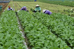 Thu hoạch rau tại Hợp tác xã Rau an toàn Văn Đức, xã Bát Tràng, thành phố Hà Nội. (Ảnh TTXVN)