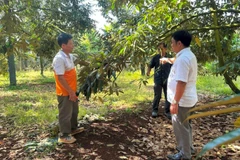 Vườn sầu riêng sử dụng cân đối phân bón vô cơ và hữu cơ của ông Trần Quang Tá, xã Ea Knuếc (Đắk Lắk).