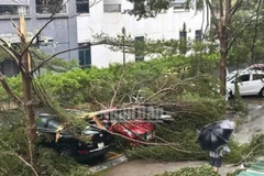 Cây đổ đè lên phương tiện ở thành phố Vinh cũ. (Ảnh: THÀNH CHÂU)