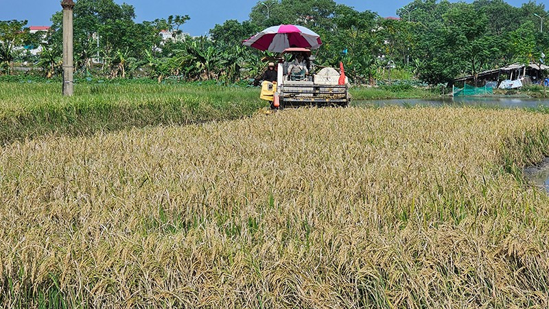 Máy gặp đập liên hợp thu hoạch lúa trên đồng đất phường Quảng Phú, tỉnh Thanh Hóa.