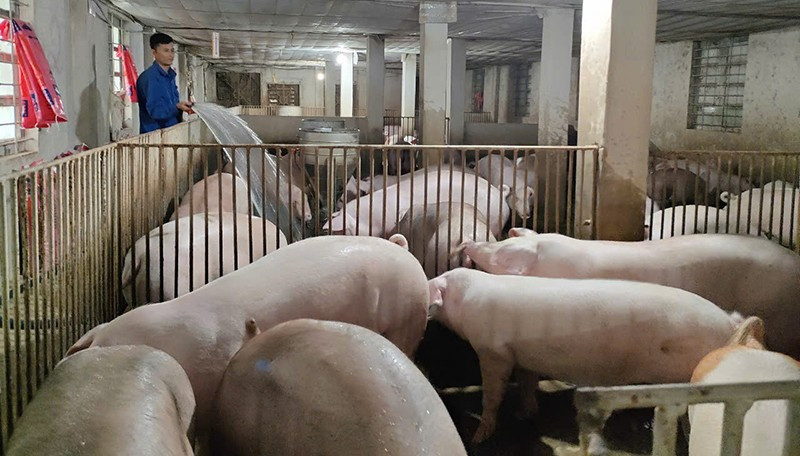 Chủ gia trại ở xã Hồ Vương, tỉnh Thanh Hóa thường xuyên vệ sinh chuồng trại, chủ động phòng dịch bệnh cho đàn lợn nuôi.