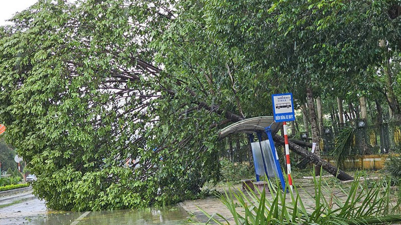 Cây xanh đô thị ở Thanh Hóa bị gió giật đổ.