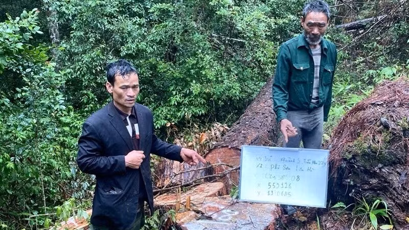 Hai trong số 4 đối tượng cưa hạ trái phép 68 cây thông bị Công an khởi tố, bắt tạm giam.