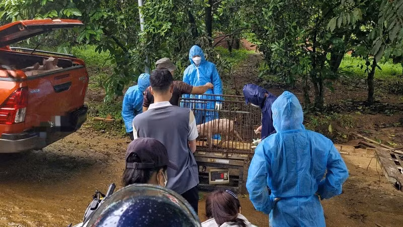 Tại thôn 5, xã Bảo Lâm 1, tỉnh Lâm Đồng đã xuất hiện tình trạng lợn chết do nhiễm virus dịch tả lợn châu phi.