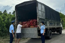Lực lượng chức năng phát hiện và thu giữ 9.100kg ngao không rõ nguồn gốc, xuất xứ.