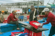 Việc kết nối trách nhiệm giữa ngư dân-cảng cá-thương lái là chìa khóa giúp Bình Định đạt được hiệu quả cao trong công tác xác nhận nguồn gốc thủy sản.