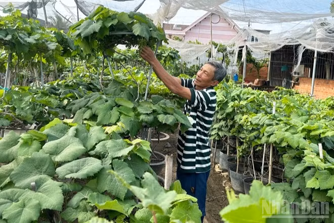 Nông dân làm nho kiểng tại các xã phía nam tỉnh Khánh Hòa tạo dáng cây nho theo phong cách mới, là thân cây vươn thẳng, tán gọn, trên thân buông đều nhiều chùm quả. (Ảnh: NGUYỄN TRUNG)