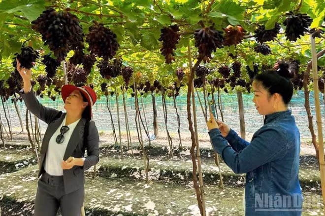 Nông dân tỉnh Khánh Hòa trồng nho đem lại lợi nhuận cao gấp 8 đến 18 lần so với trồng lúa. Nhờ đó, đời sống ngày càng khấm khá. (Ảnh: NGUYỄN TRUNG)