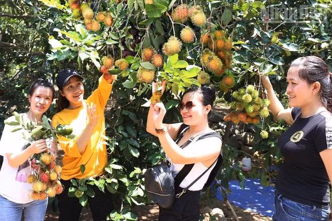 Du khách trải nghiệm việc tự tay hái quả chôm chôm chín tại các vườn trồng của nông dân xã Lâm Sơn, tỉnh Khánh Hòa. (Ảnh: NGUYỄN TRUNG)