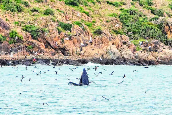 1. Theo Trung tâm Bảo tồn đa dạng sinh học và loài nguy cấp (CBES), cá voi xuất hiện ở Gia Lai có tên là Bryde, thuộc loài Balaenoptera edeni. Đây là một trong những động vật biển quý hiếm.