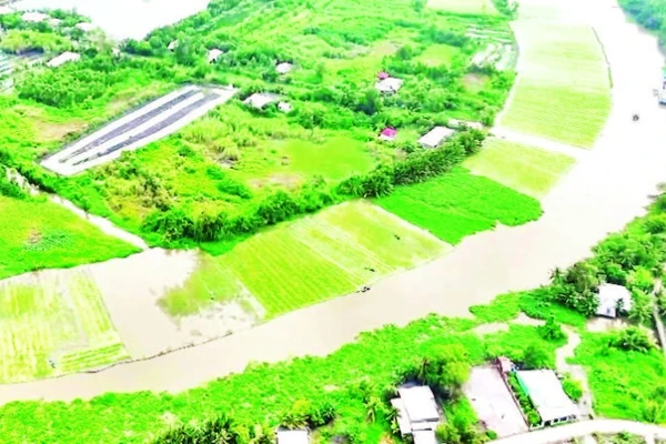 Màu xanh của các loại cây rau, trong đó có lục bình bên dòng sông Cái Lớn, đoạn qua TP Cần Thơ.