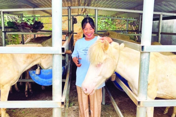 Chăn nuôi ngựa bạch mang lại sinh kế bền vững cho nhiều hộ gia đình ở xã Thống Nhất.