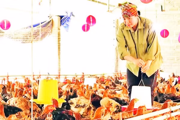 Mô hình chăn nuôi gà của gia đình chị Nguyễn Thị Tuyển mang lại hiệu quả kinh tế cao.