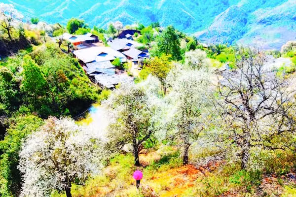 Bản Nậm Nghẹp trong mùa hoa sơn tra.