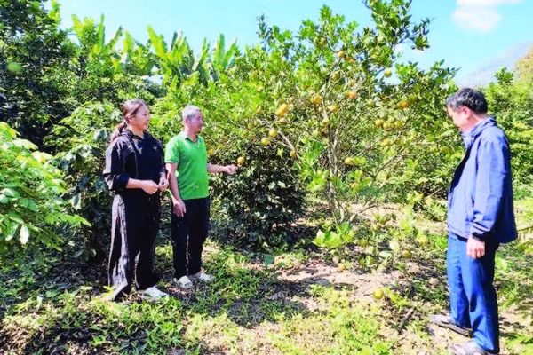 Nhờ nguồn vốn vay Ngân hàng Chính sách xã hội, xã Mường Ảng, tỉnh Điện Biên có hàng trăm nông dân thực hiện mô hình trồng cây ăn quả xen cà-phê, cho hiệu quả kinh tế.