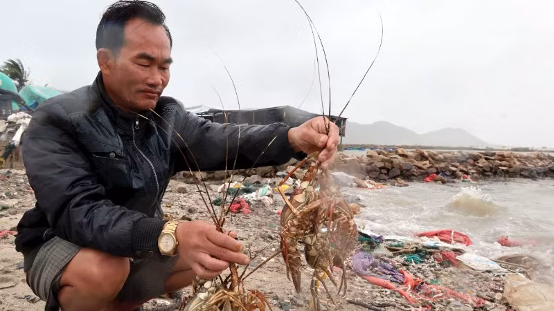 Ông Đỗ Tân Thông xót xa nhìn những con tôm hùm chết sau lũ.