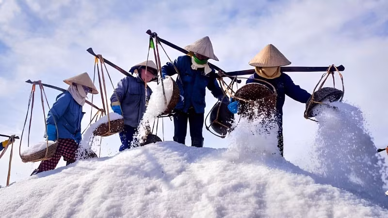 Diêm dân Hòn Khói thu hoạch muối.