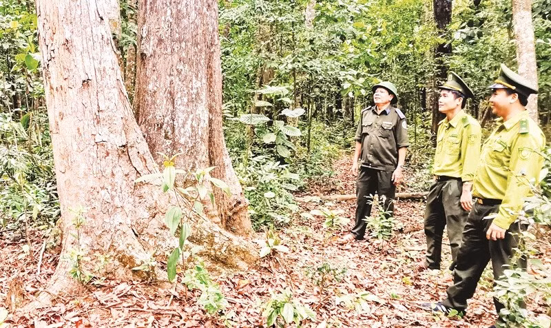 Cán bộ kiểm lâm tuần tra rừng, góp phần bảo vệ diện tích rừng nguyên sinh, bảo đảm giá trị tín chỉ carbon.
