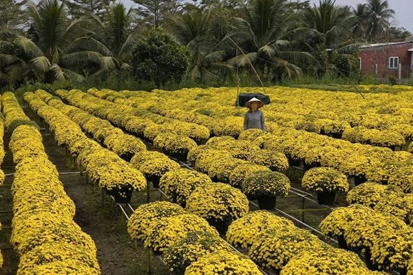 Người dân trồng cúc mâm xôi tại xã Chợ Lách lo lắng vì hoa trổ sớm.