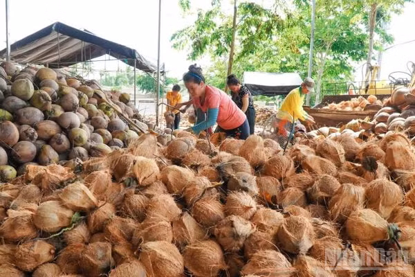 Giá dừa khô nguyên liệu trên địa bàn tỉnh Vĩnh Long liên tục sụt giảm khiến nông dân gặp nhiều khó khăn.
