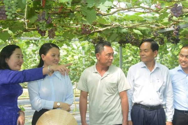 Du lịch sinh thái gắn với sản xuất nông nghiệp ở Phước Mỹ Trung.