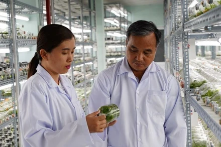 Phòng nhân giống hoa lan bằng phương thức nuôi cấy mô tại Khu Nông nghiệp công nghệ cao Thành phố Hồ Chí Minh. (Ảnh: CAO TÂN)