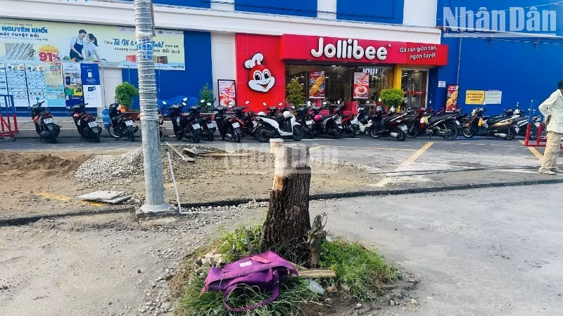 Hàng cây xanh tốt trước siêu thị Co.opmart (đường Trần Huỳnh, nay thuộc phường Bạc Liêu) không hiểu vì sao "cơ bản đã chết sạch". (Ảnh: TRỌNG DUY) 