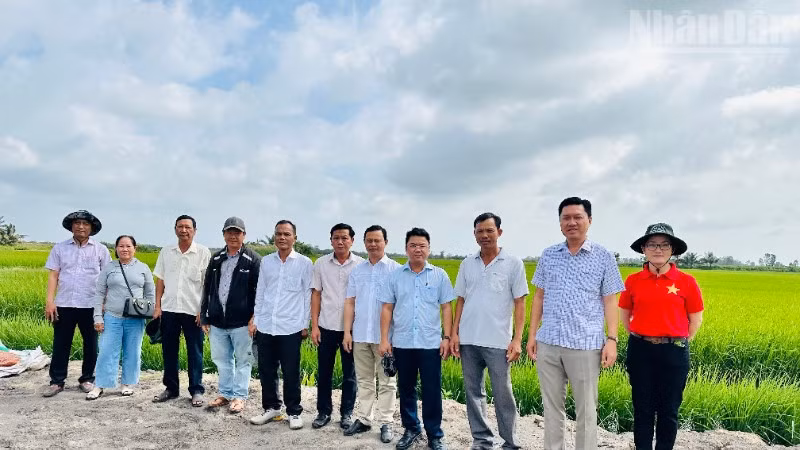 Đoàn cán bộ, nông dân sản xuất giỏi phường Vĩnh Trạch (tỉnh Cà Mau) đến thăm quan mô hình sản xuất lúa chất lượng cao kết hợp nuôi tôm trên ruộng lúa ở xã Ninh Thạnh Lợi. (Ảnh: TRỌNG DUY) 