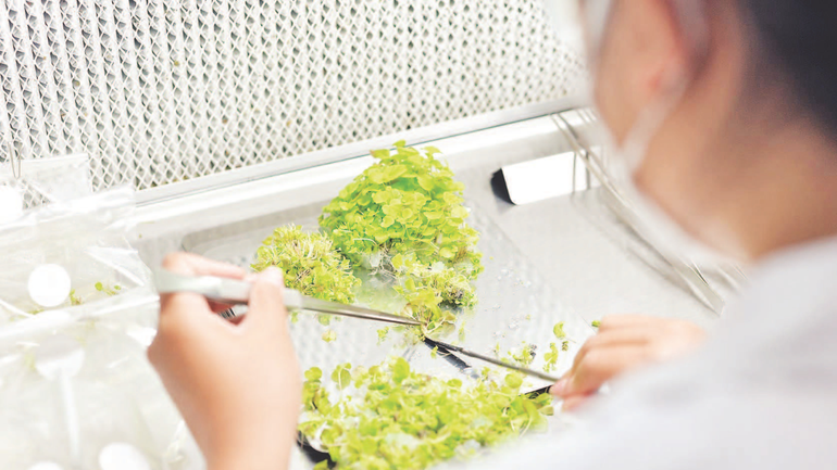 Tách lấy mẫu cây đạt chuẩn từ cây mẹ để thực hiện quá trình nhân giống. thiet-ke-chua-co-ten-11.png