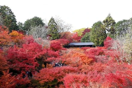 Mùa thu lá đỏ tại chùa Kiyomizu-dera, Nhật Bản. (Ảnh: HỒNG THẮM)