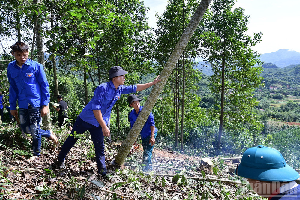 Được biết, trong thời gian tới, Hội Sinh viên các trường đại học, cao đẳng, học viện sẽ triển khai một số đội hình tình nguyện “Mùa hè xanh” tham gia hỗ trợ 31 xã nằm trong khu vực Dự án. ndo_br_miu-3724.jpg