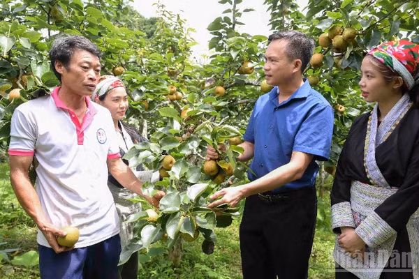 Lãnh đạo Ủy ban nhân dân xã Mường Hum thăm hỏi, động viên người dân trồng lê. (Ảnh: CÔNG HẢI)