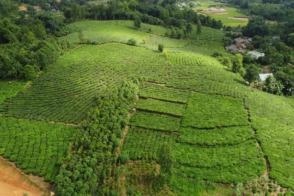 Với diện tích vùng trồng lớn, những năm qua cây chè mang lại thu nhập ổn định cho người dân Lào Cai.
