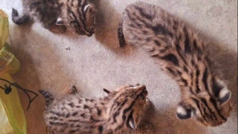 Các cá thể mèo rừng được giao nộp có tên khoa học là Prionailurus bengalensis, thuộc nhóm IIB (ảnh BTN).