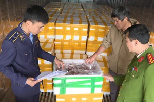 Lực lượng chức năng ở Thanh Hóa kiểm tra, phát hiện cá khoai được bảo quản bằng formol.