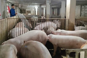 Chủ gia trại ở xã Hồ Vương, tỉnh Thanh Hóa thường xuyên vệ sinh chuồng trại, chủ động phòng dịch bệnh cho đàn lợn nuôi.