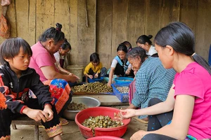 Thu hoạch quả mắt cá luộc, bóc, sấy tạo thêm thu nhập cho người dân bản Sài Khao, tỉnh Thanh Hóa.
