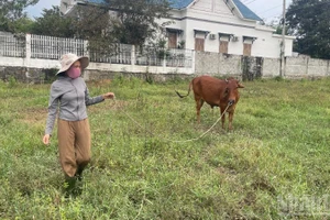 Chị Nguyễn Thị Hà (46 tuổi, hộ cận nghèo, thôn Bình Nghĩa) vừa làm thuê quán nước, vừa chăm bò.