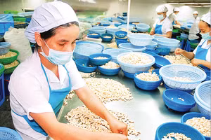 Sơ chế hạt điều xuất khẩu tại doanh nghiệp trên địa bàn tỉnh Đồng Nai. (Ảnh ĐỨC ANH)