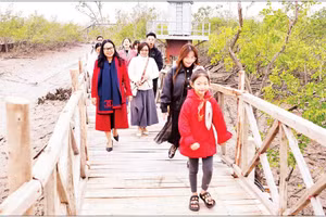 Khách du lịch tham quan rừng ngập mặn Đồi Rồng, phường Đồ Sơn, thành phố Hải Phòng. (Ảnh NGUYỄN ĐĂNG)